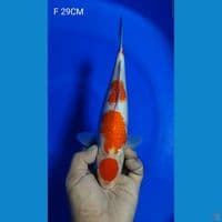 MARUTEN SANKE F 29CM