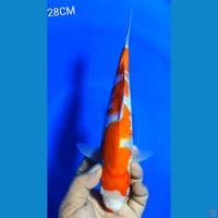 KOHAKU M 28CM