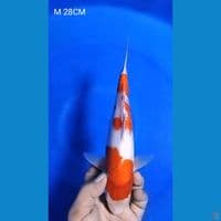 KOHAKU M 28CM