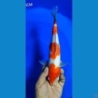 KOHAKU F 30CM