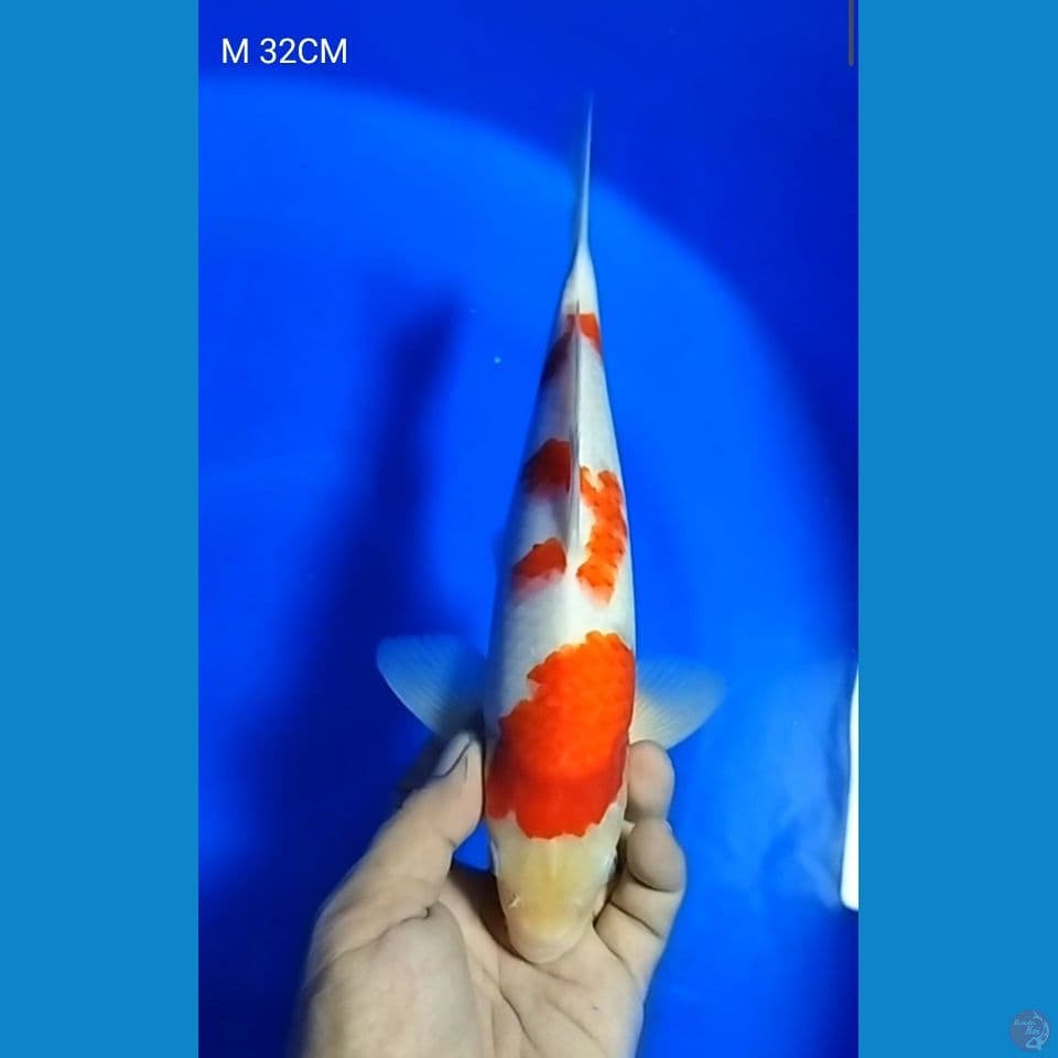 M 32CM KOHAKU