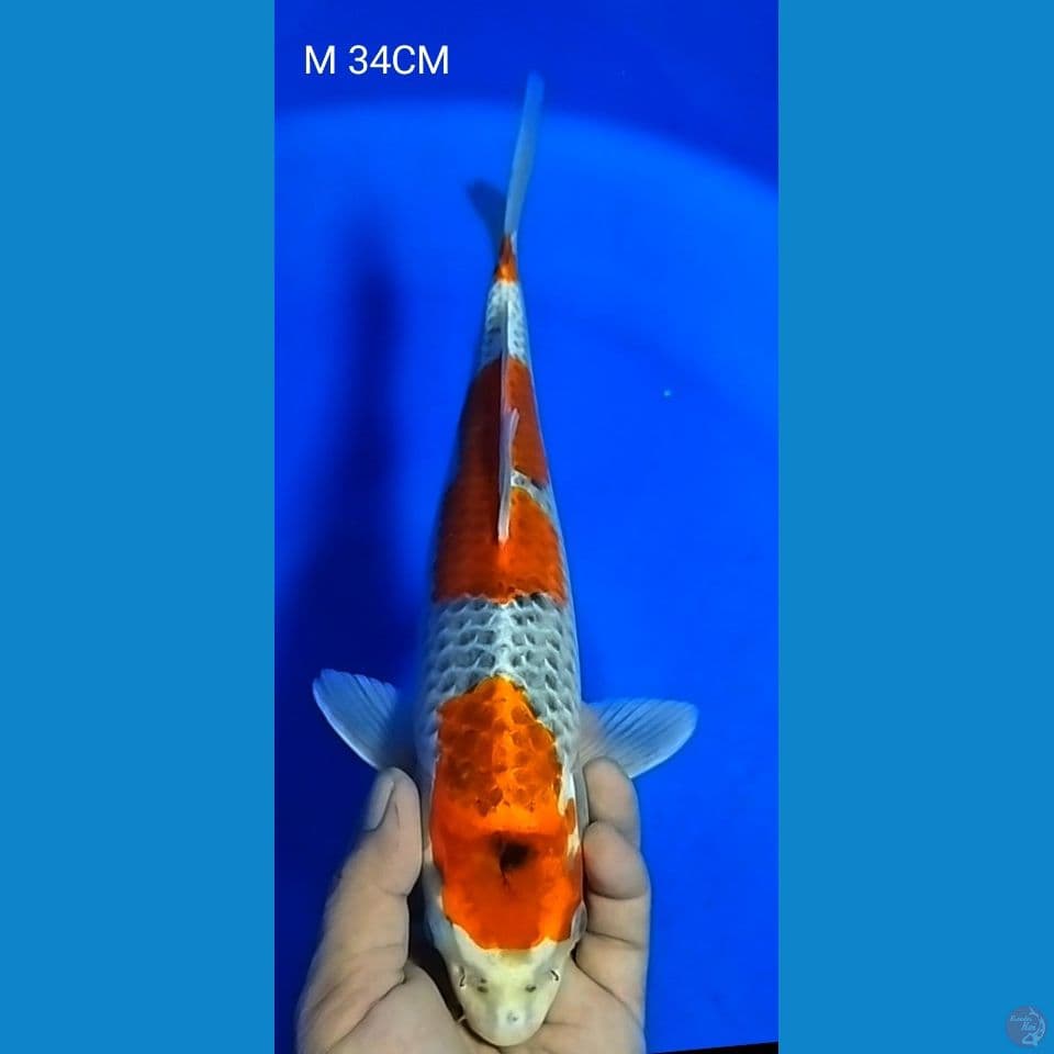 M 34CM KUJAKU