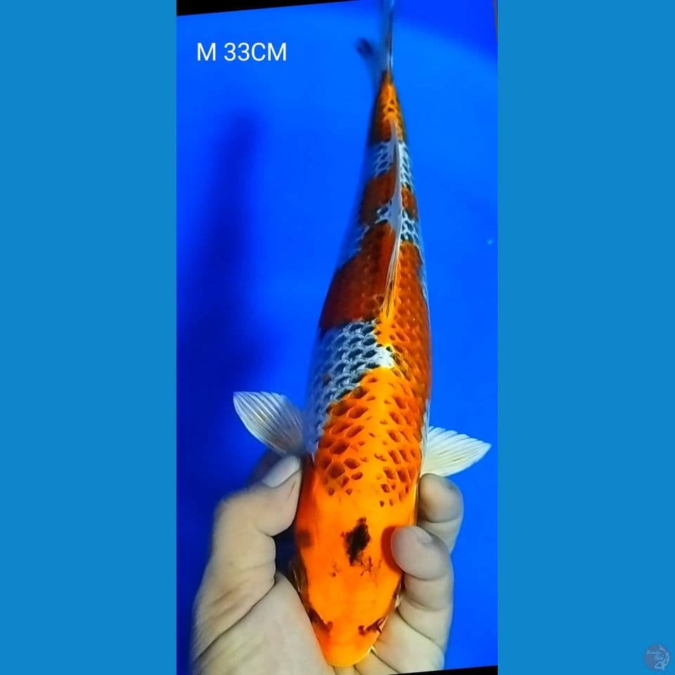 F 33CM KUJAKU