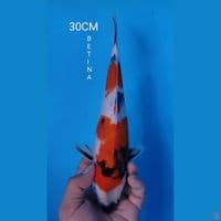 SHOWA 30CM JANTAN