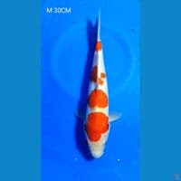 M 30CM KOHAKU