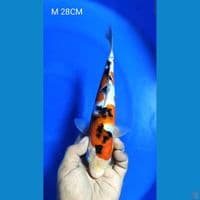 SANKE  M 28CM