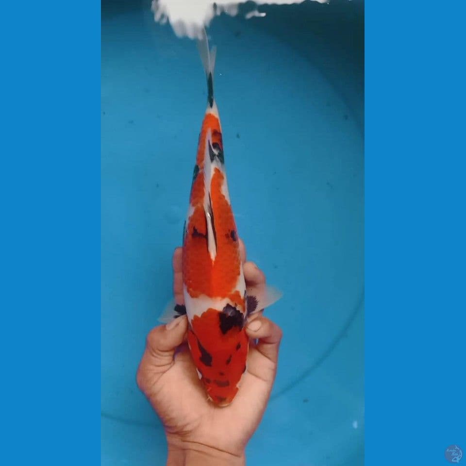 showa