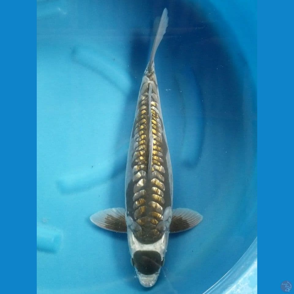 MARUTEN ARAGOKE GINRIN 47 CM