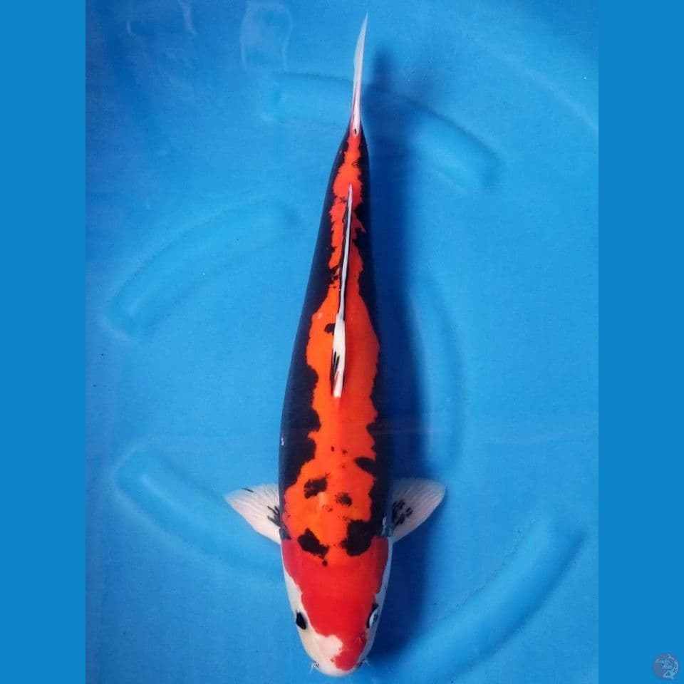 BENIKUMONRYU 47 CM MALE