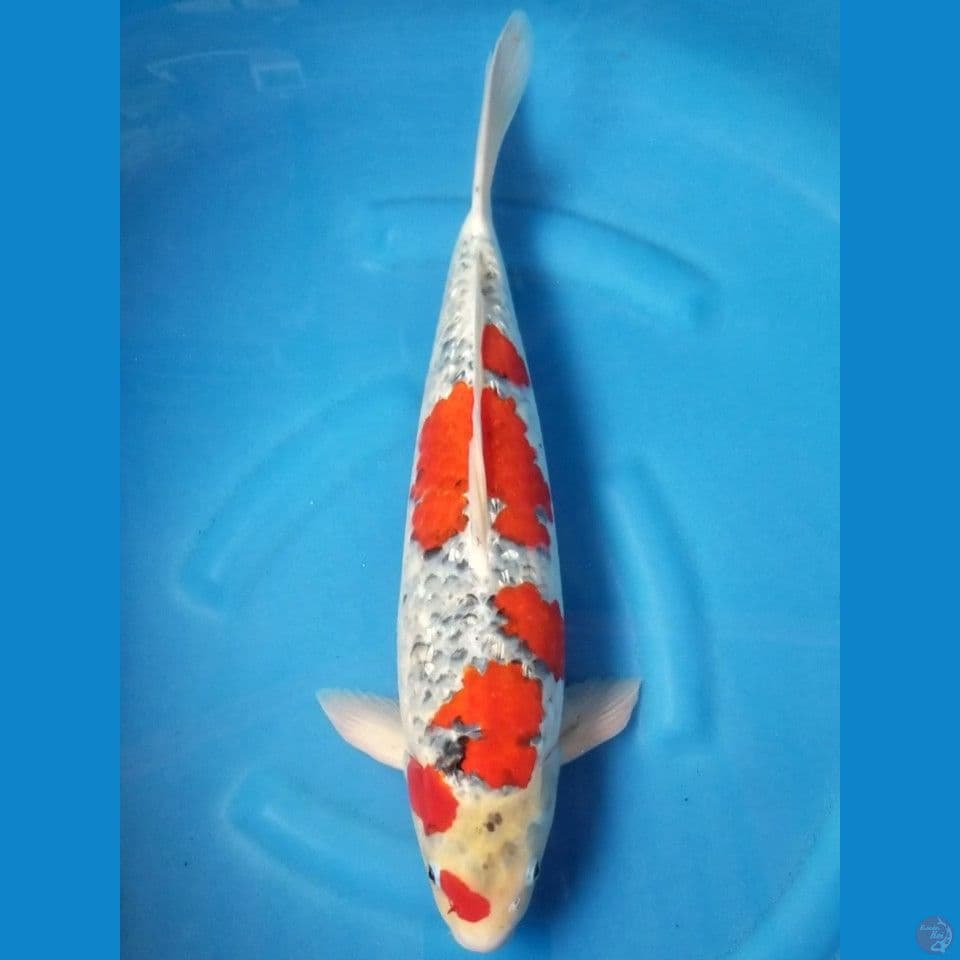 GOSHIKI 47 CM