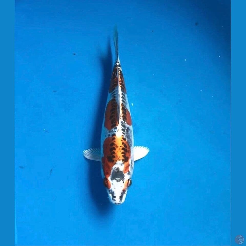 kiko 20cm