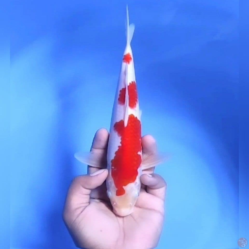 KOHAKU ORI # 27CM - M