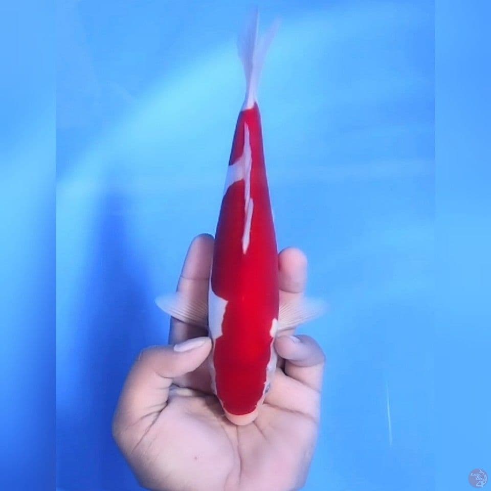 DOITSU MURNI KOHAKU # 23CM - M