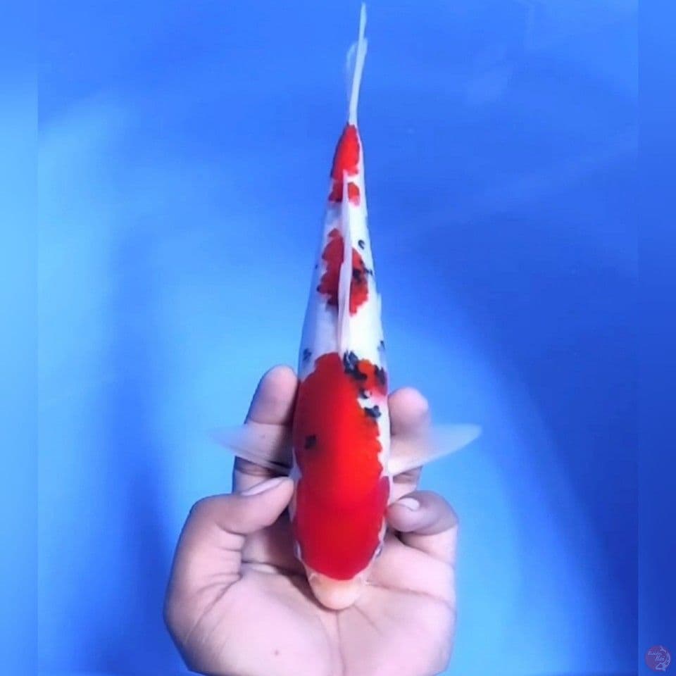 TAISHO SANSOKU # 26CM - M