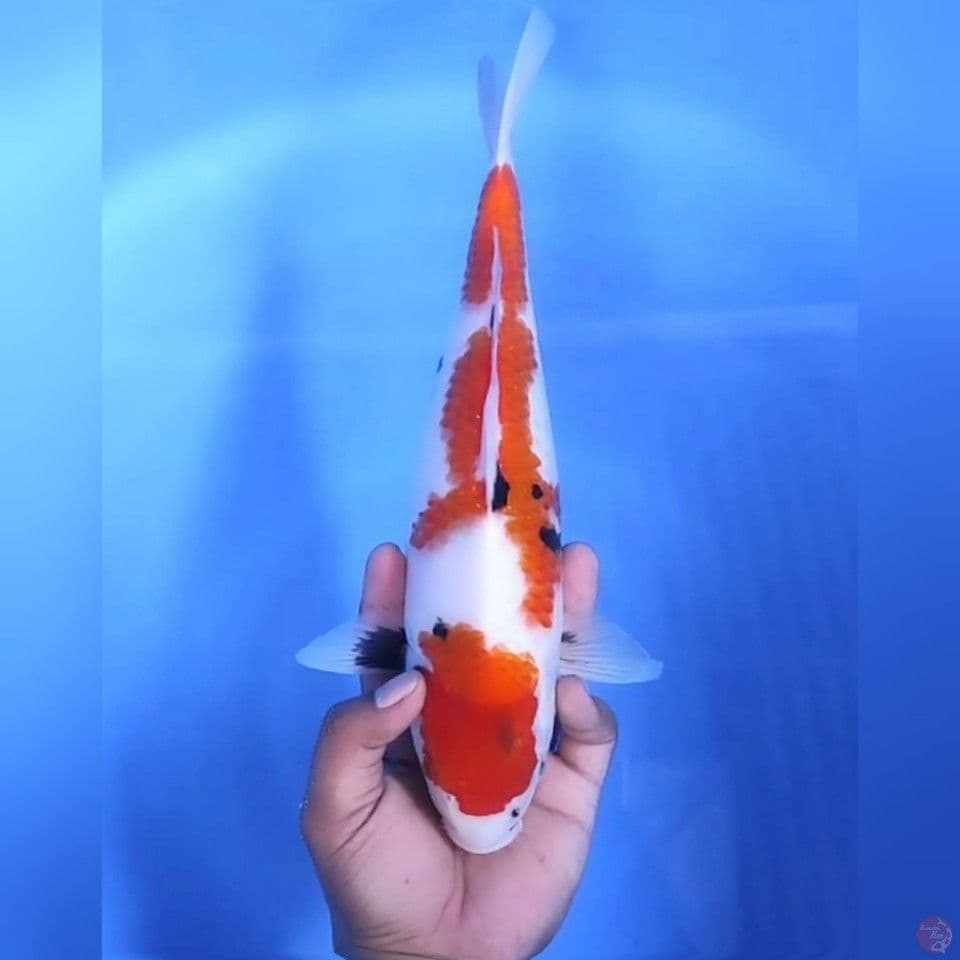TATEGOI SHOWA # 33CM - F