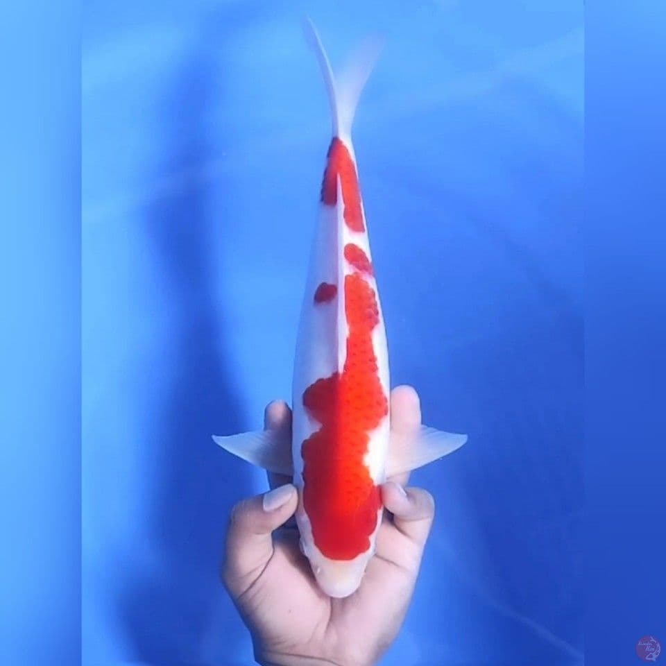 KOHAKU # 33CM - M
