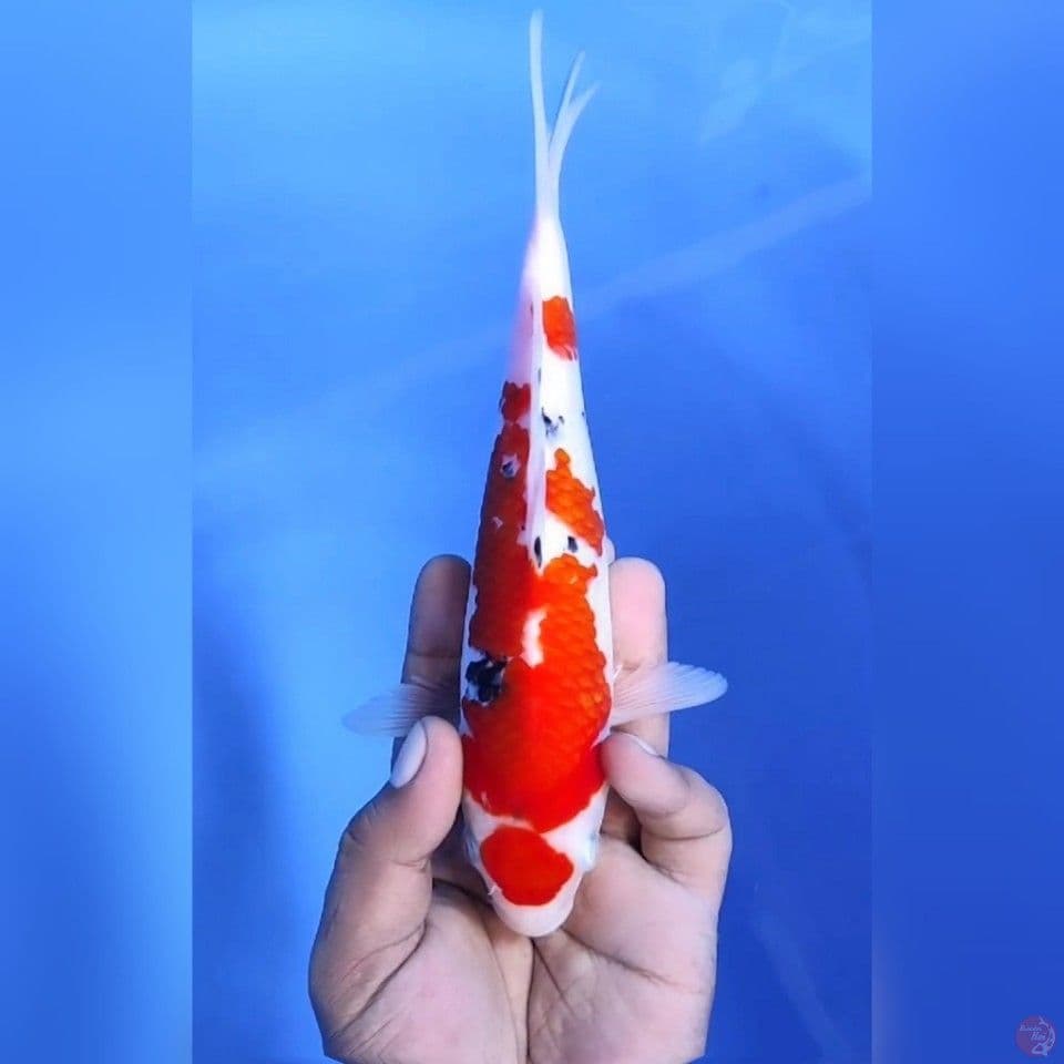 MARUTEN SAKURA # 24CM - F