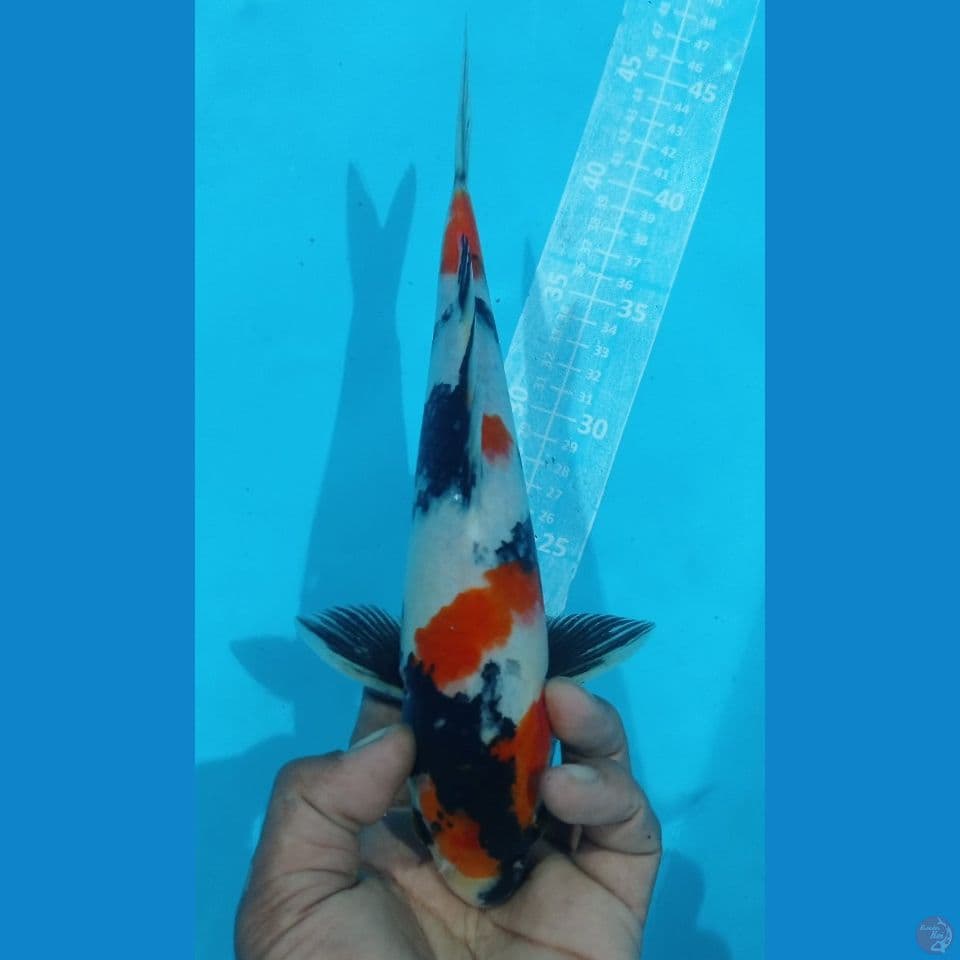SHOWA 27CM