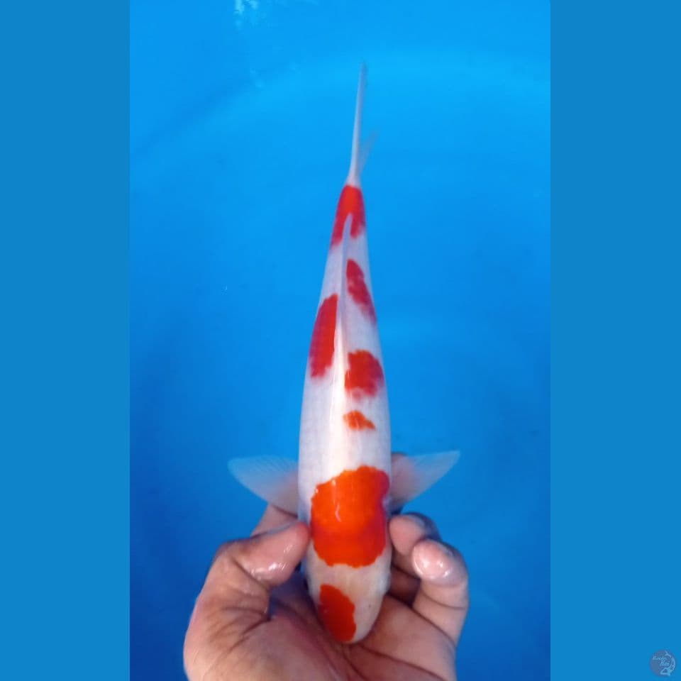 KOHAKU 30CM