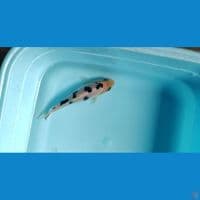READY SHOW BEKKO MINI 10CM