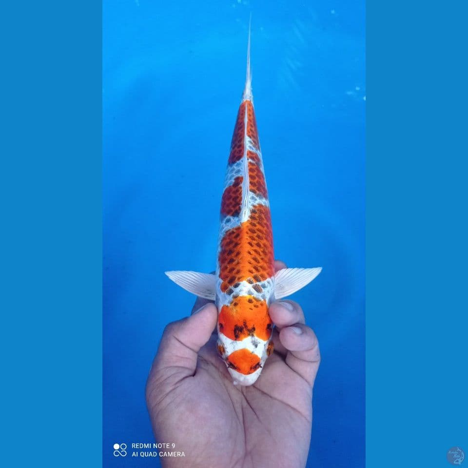 KUJAKU 30CM