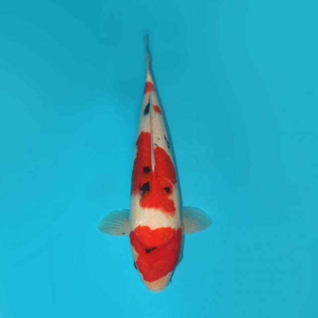 YG_SHOWA_34 CM