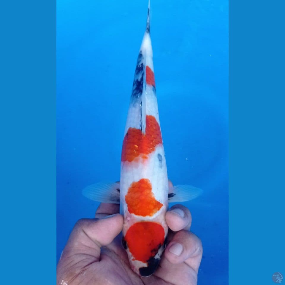 KINDAI SHOWA 28CM
