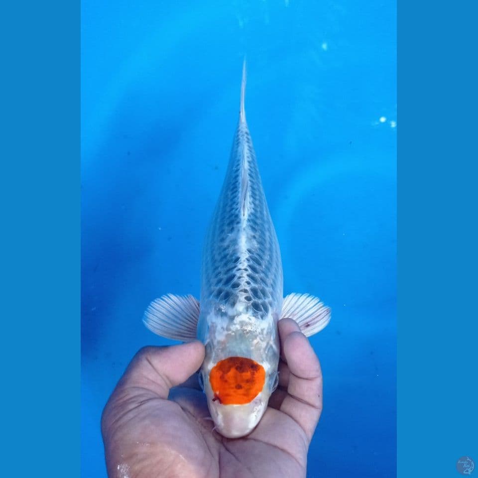 TANCO KUJAKU 33CM