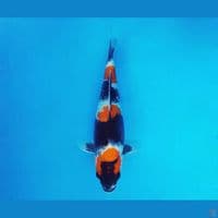 IWOJIMA 1 - Showa Sansoku 28 cm/fm ®