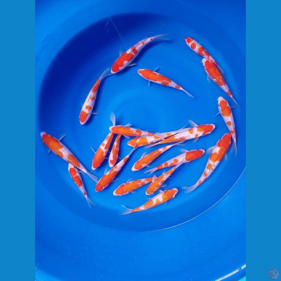 paket kohaku ginrin 20 ekor