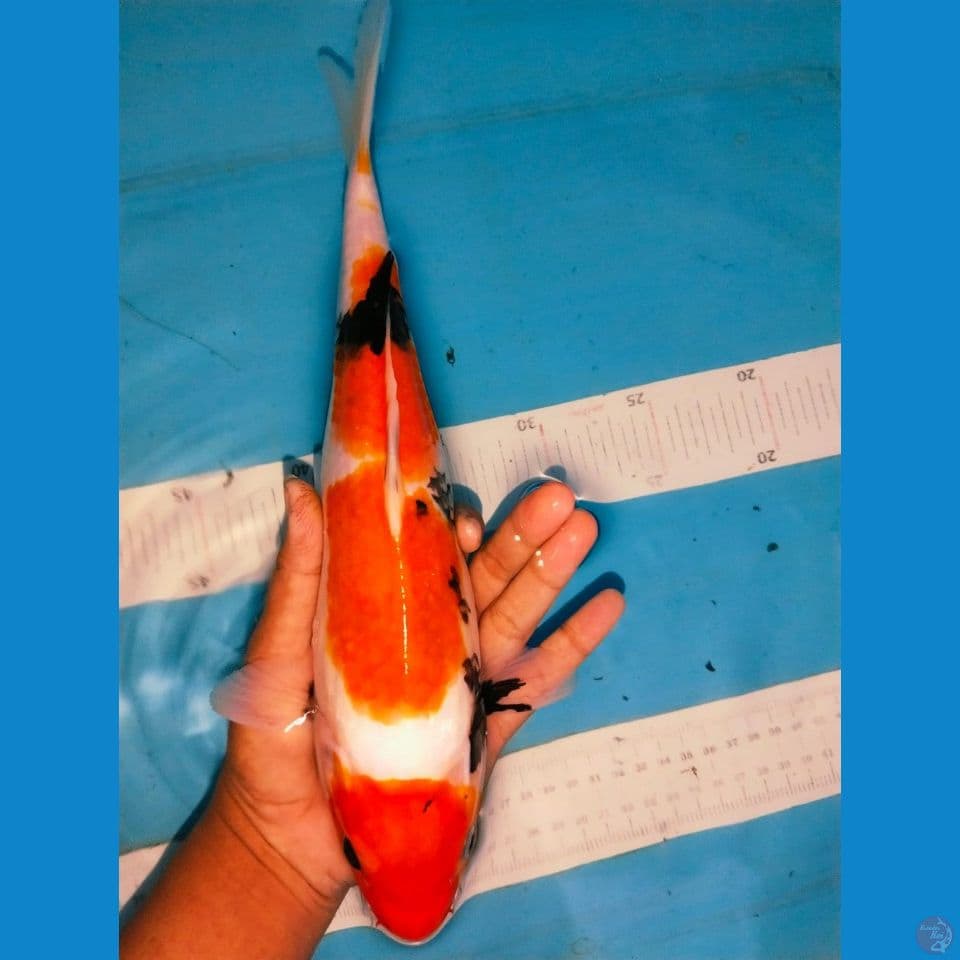 showa 30cm