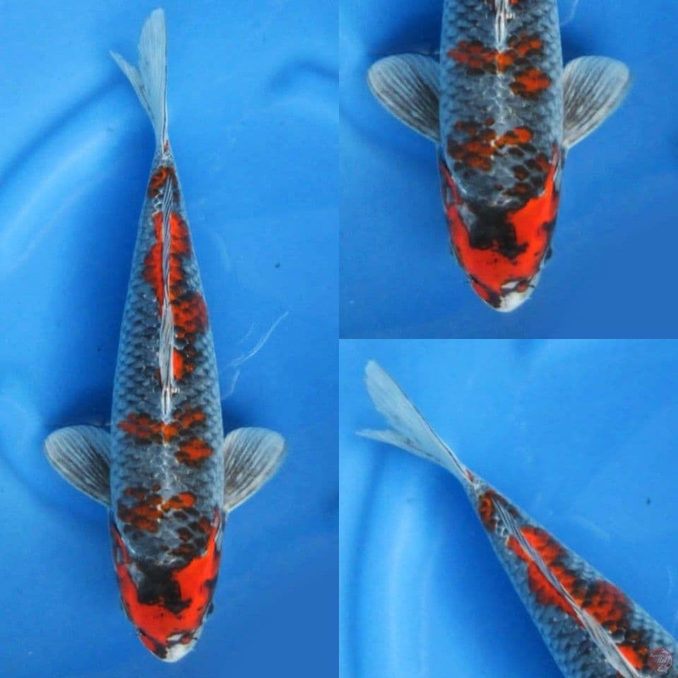 38cm Kuro goshiki ori