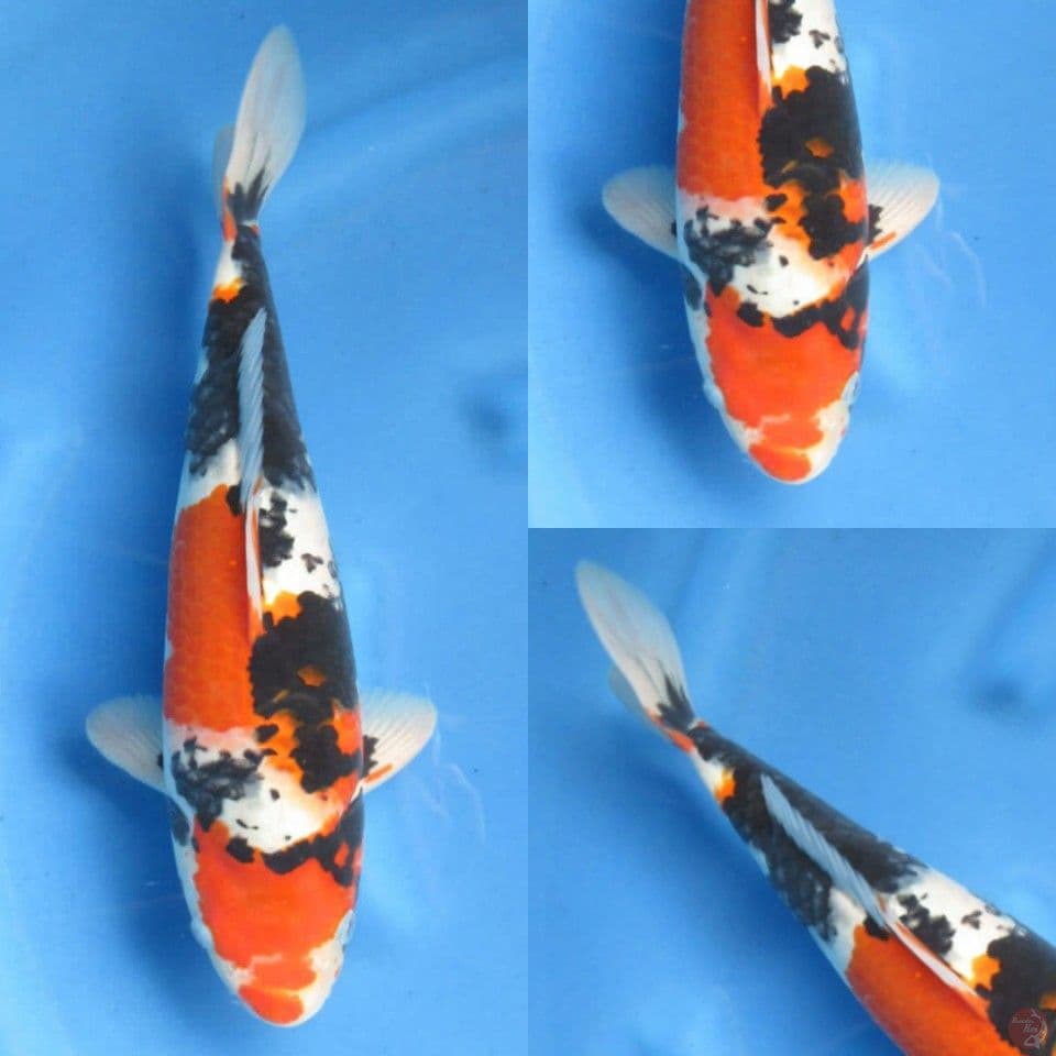 37cm tategoi 2