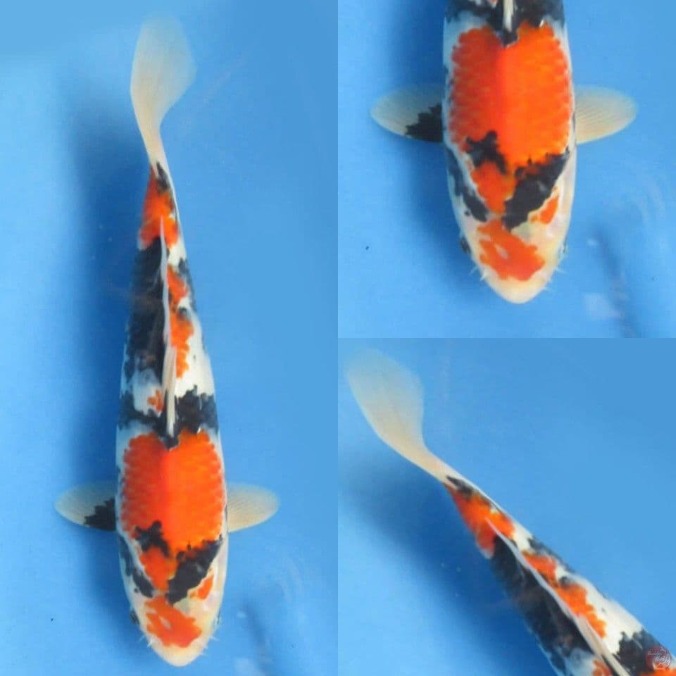 28cm Tategoi 3 