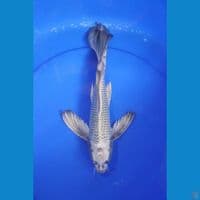 KUMPAY 35CM