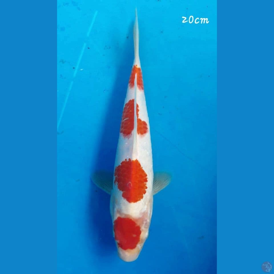 Kohaku 20cm