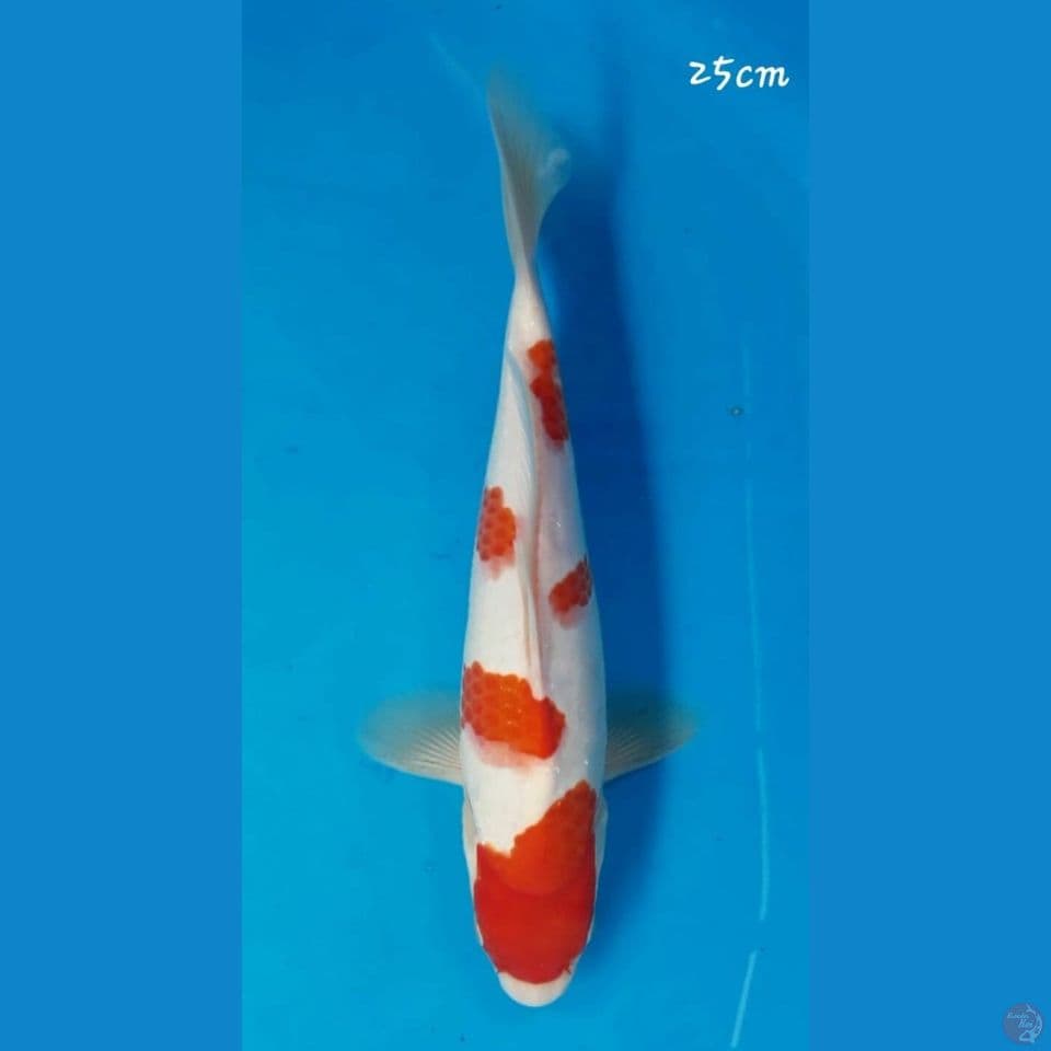 Kohaku 25cm