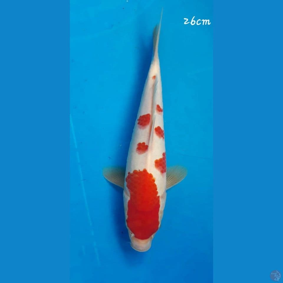 Kohaku 26cm