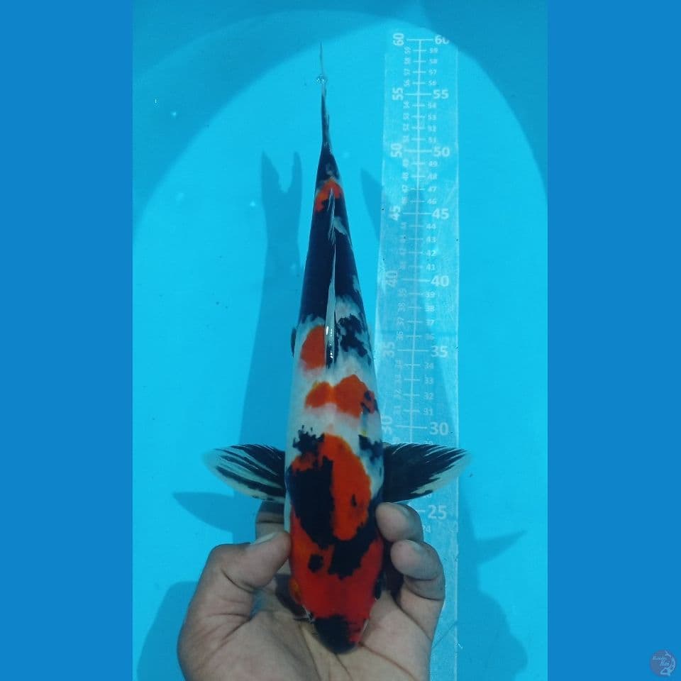 SHOWA 33CM