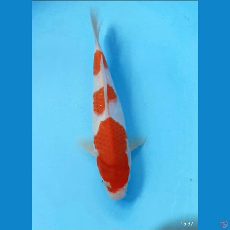 Kohaku 23cm