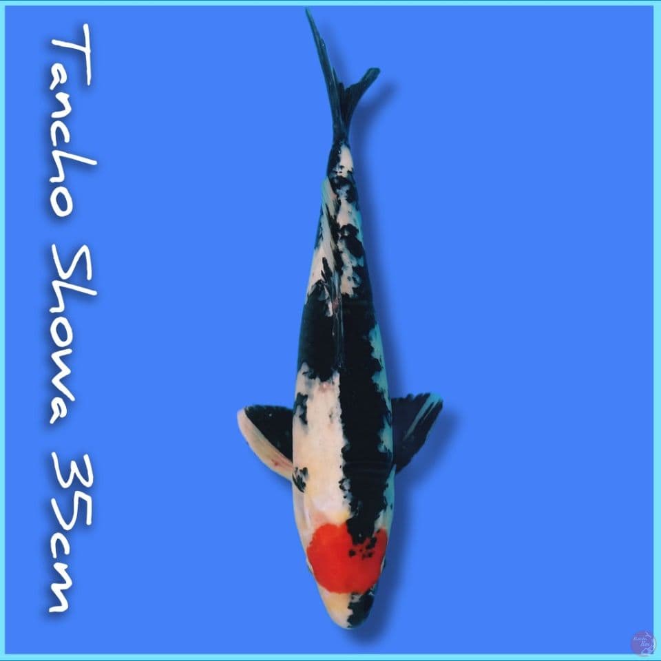 Tc Showa 35cm