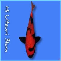 Hi Utsuri 31cm