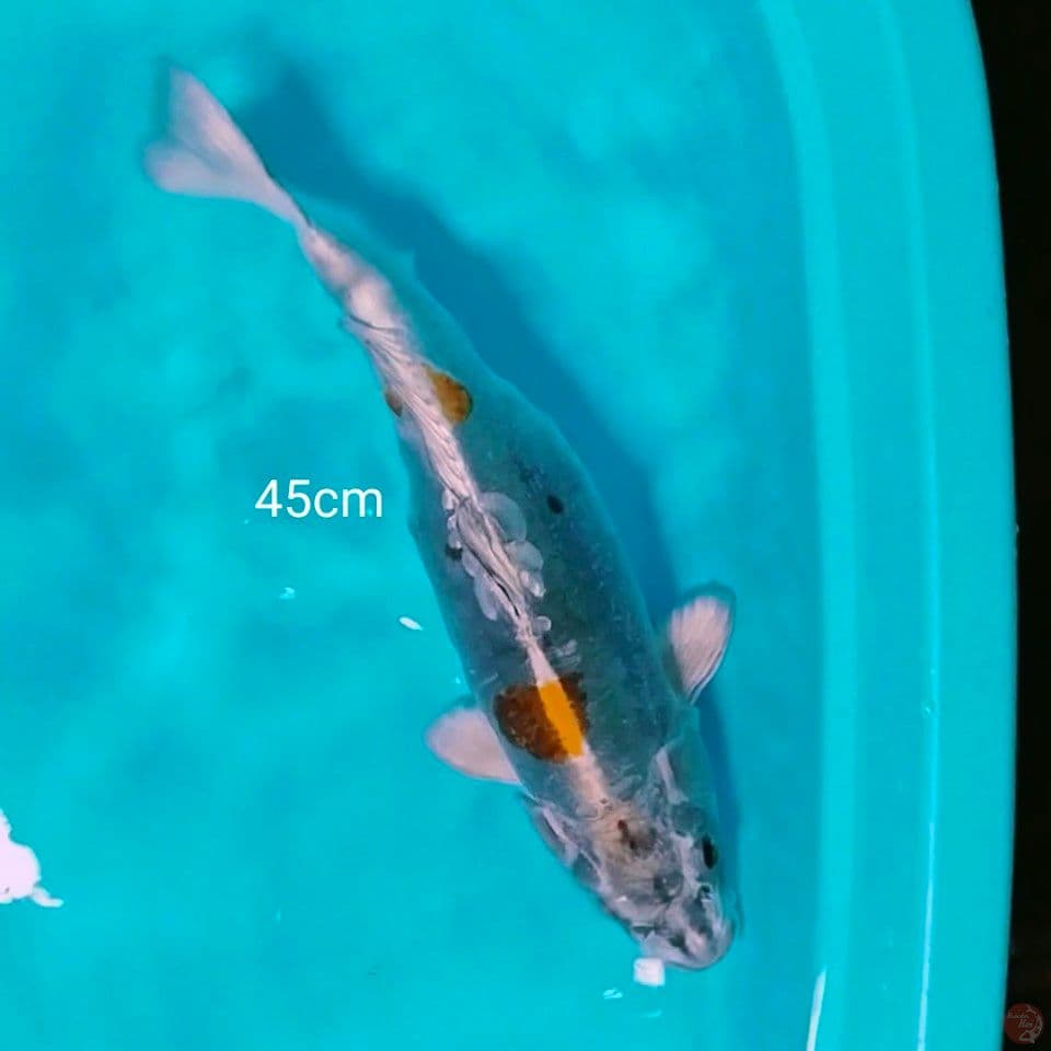gemoy 45cm