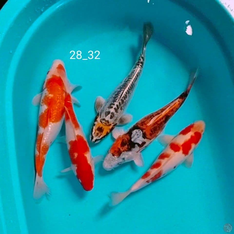 mik ciamik 28_32cm