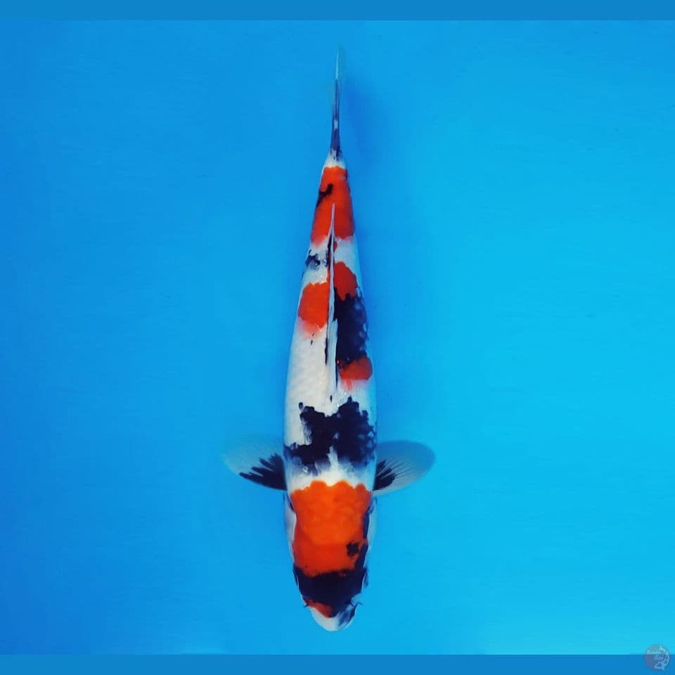 IWOJIMA 6 - Showa Tategoi 28 cm/fm ®