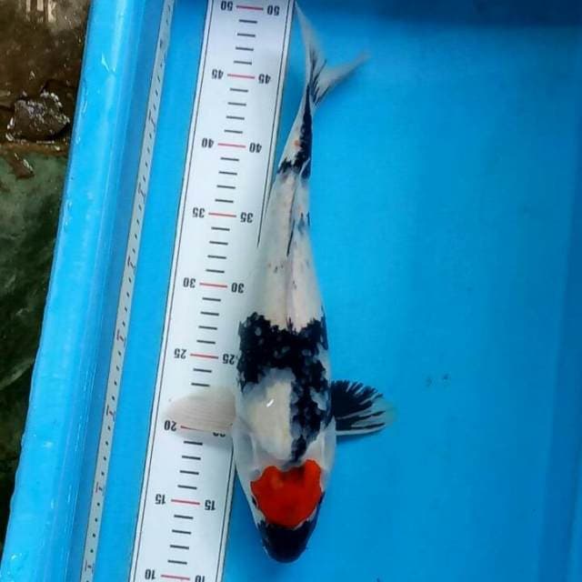 38cm-Tancho showa