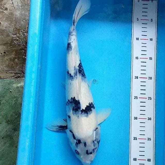42cm-Shiro Utsuri (Tategoi)