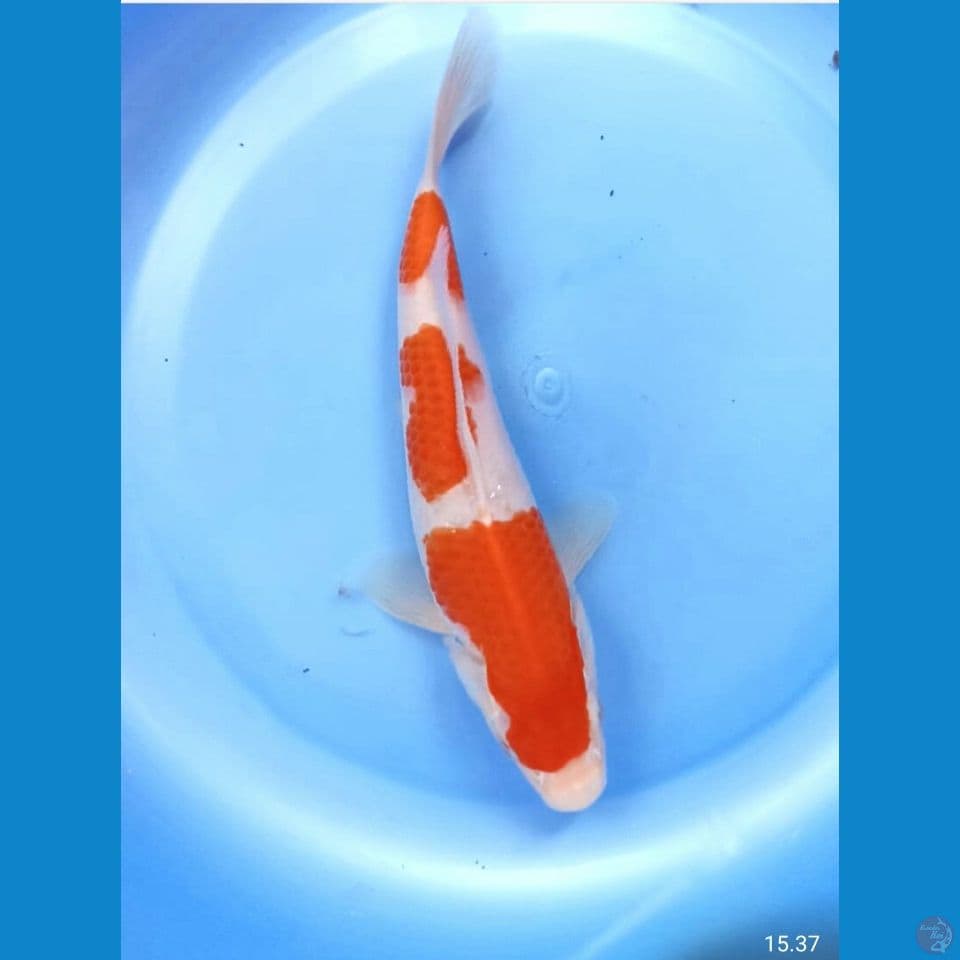 Kohaku 22cm