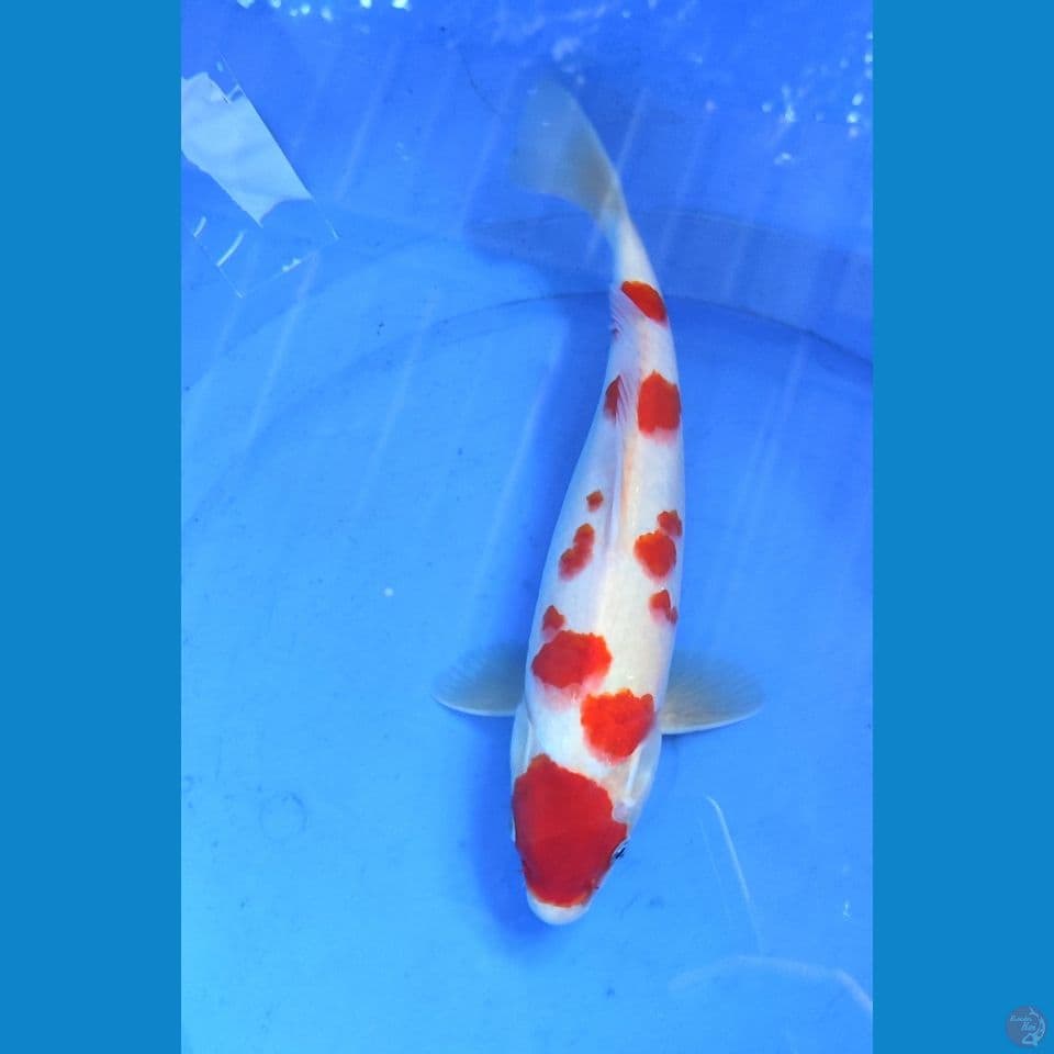 KOHAKU SAKURA M 32cm