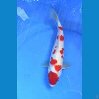 KOHAKU SAKURA M 32cm
